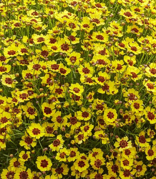 Coreopsis 'Twinklebells Sunrise'